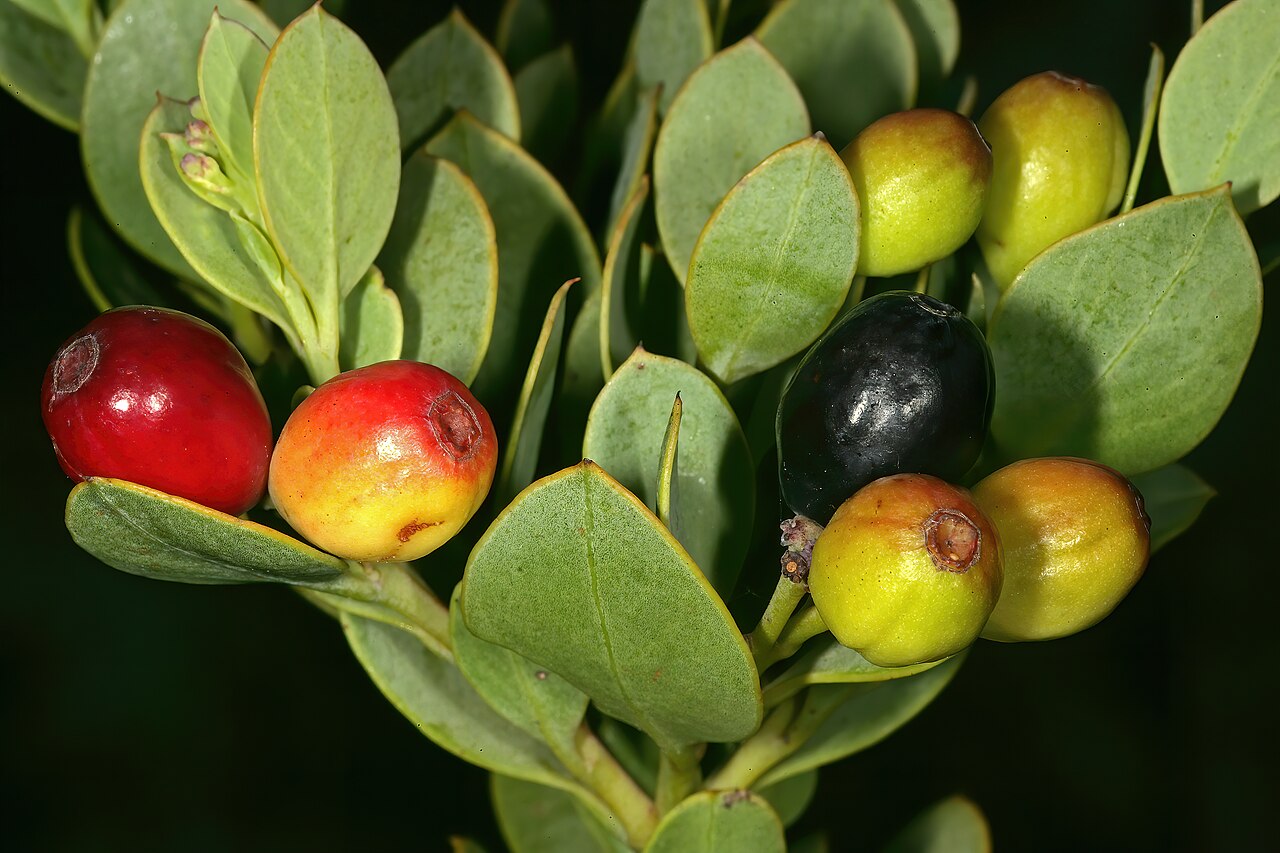 Coastal tannin-bush: Osyris compressa , fruit; Slangkop, Kommetjie, Western Cape, South Africa