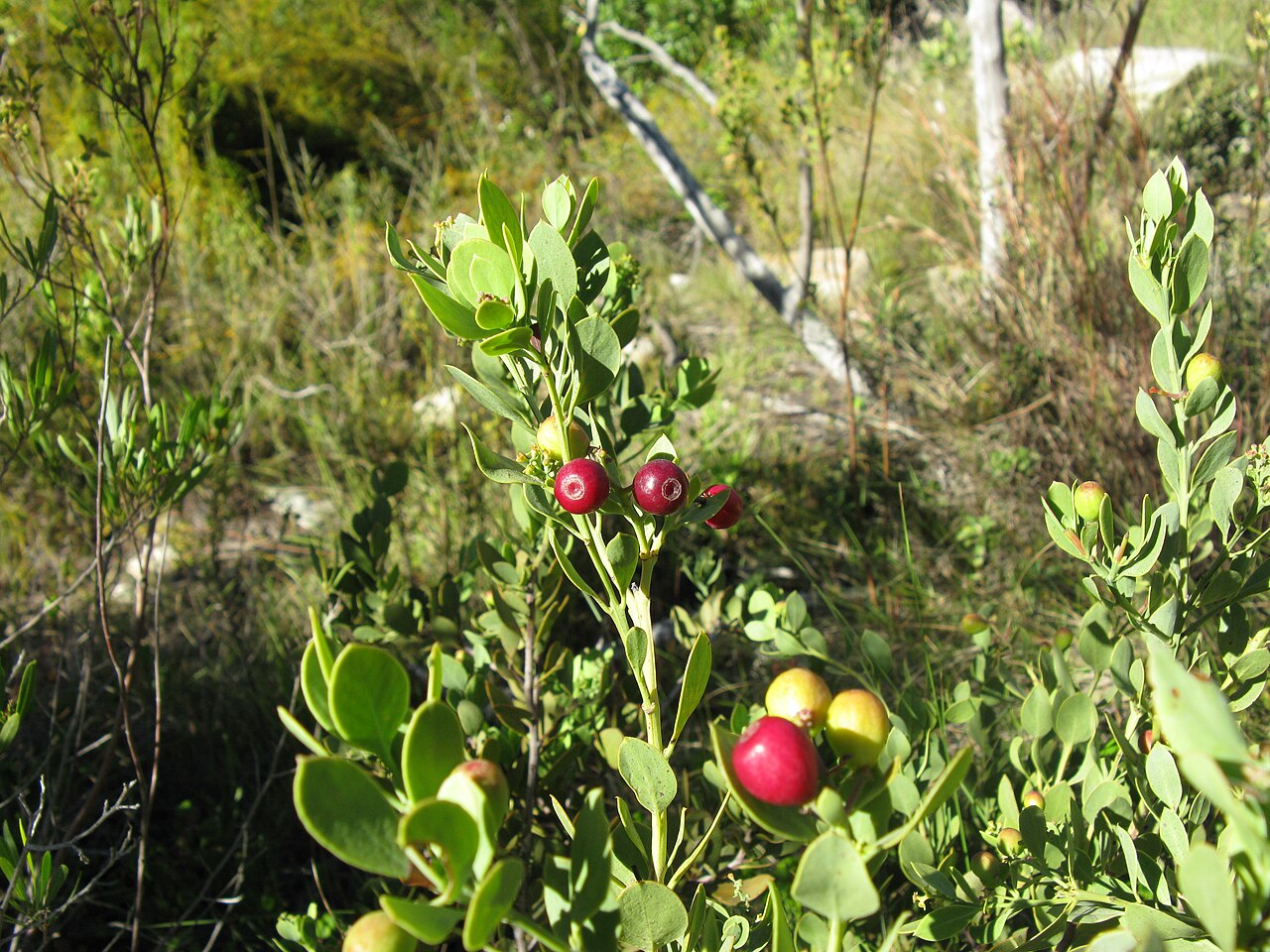 Coastal tannin-bush: Osyris compressa in fruit near Uniondale South Africa. The species used to be Colpoon compressum
