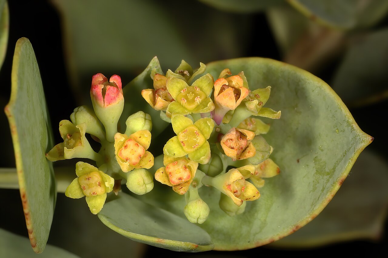 Coastal tannin-bush: Osyris compressa , flowers; Viljoen's Pass, Grabouw, Western Cape, South Africa