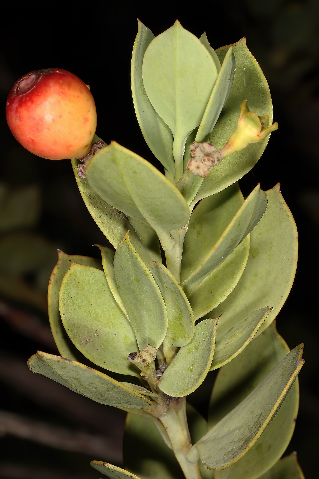 Coastal tannin-bush: Osyris compressa , fruit; Viljoen's Pass, Grabouw, Western Cape, South Africa