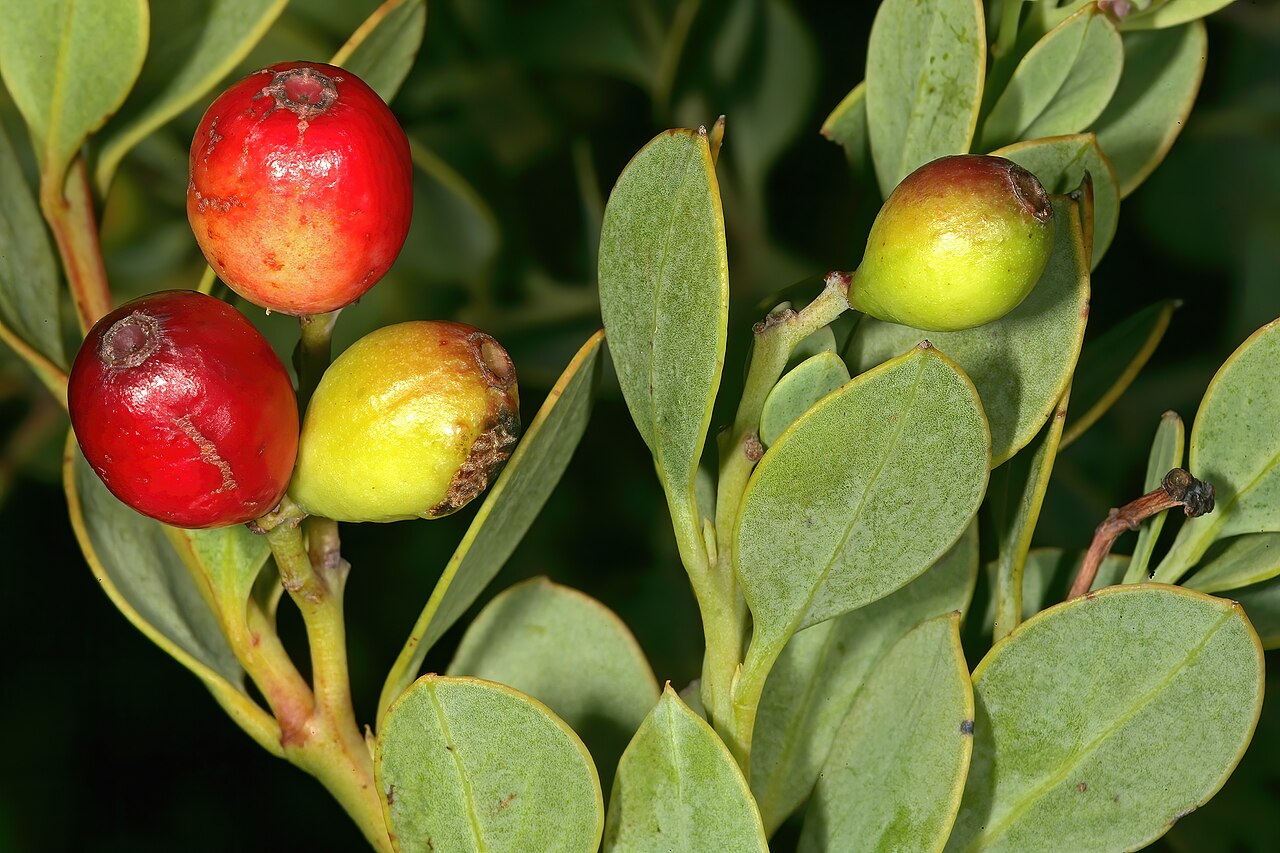 Coastal tannin-bush: Osyris compressa , fruit; Slangkop, Kommetjie, Western Cape, South Africa