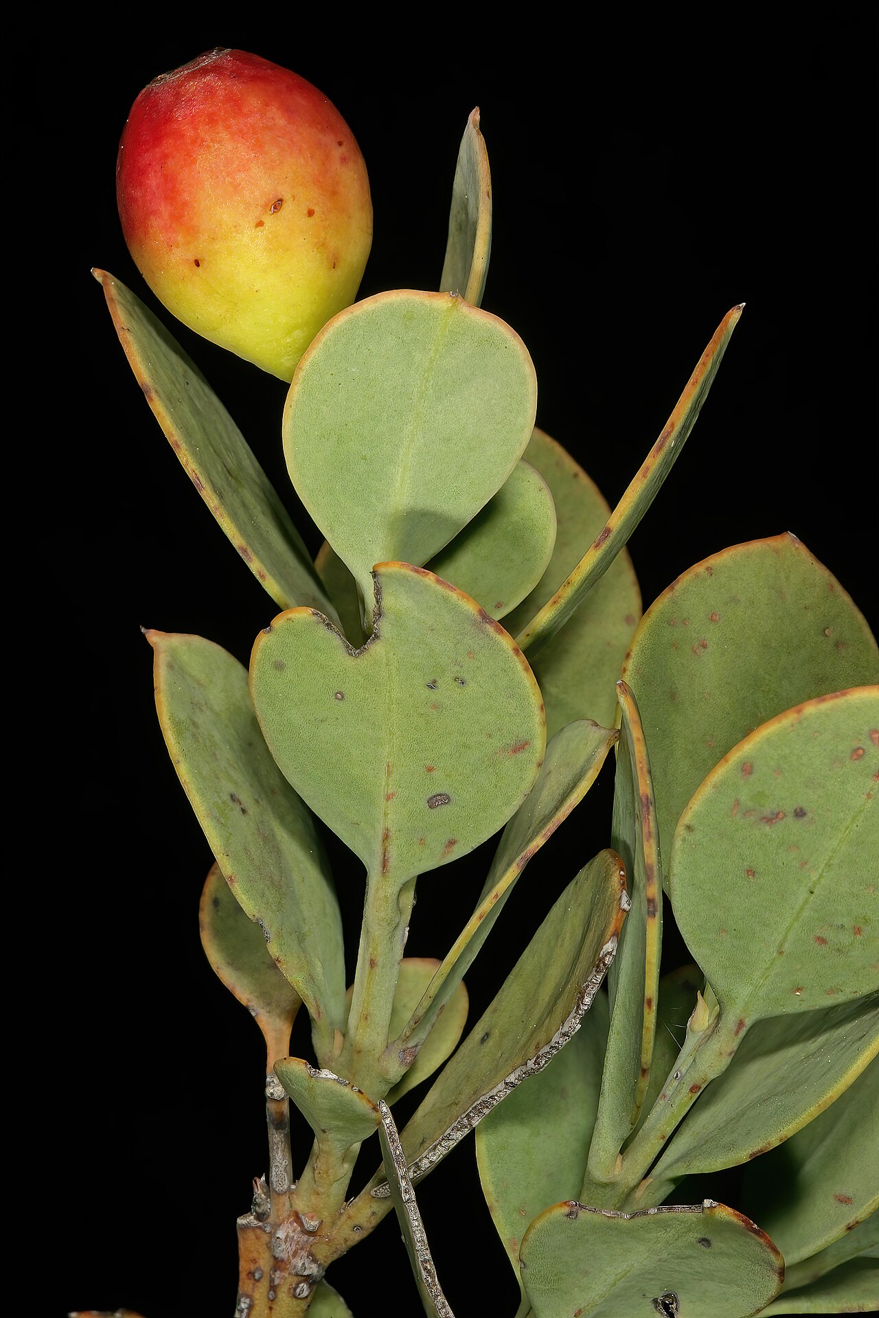 Coastal tannin-bush: Osyris compressa , fruit; Viljoen's Pass, Grabouw, Western Cape, South Africa