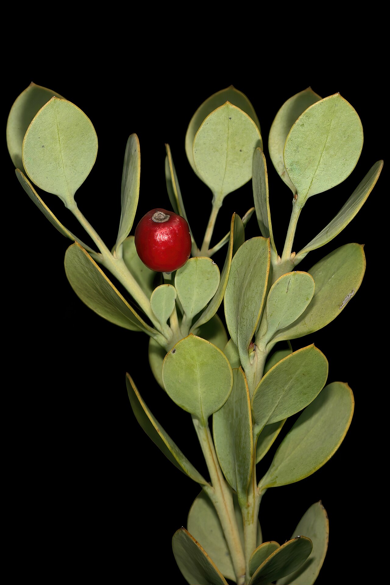 Coastal tannin-bush: Osyris compressa , fruit; Nuwekloof Pass between Tulbagh and Gouna, Western Cape, South Africa
