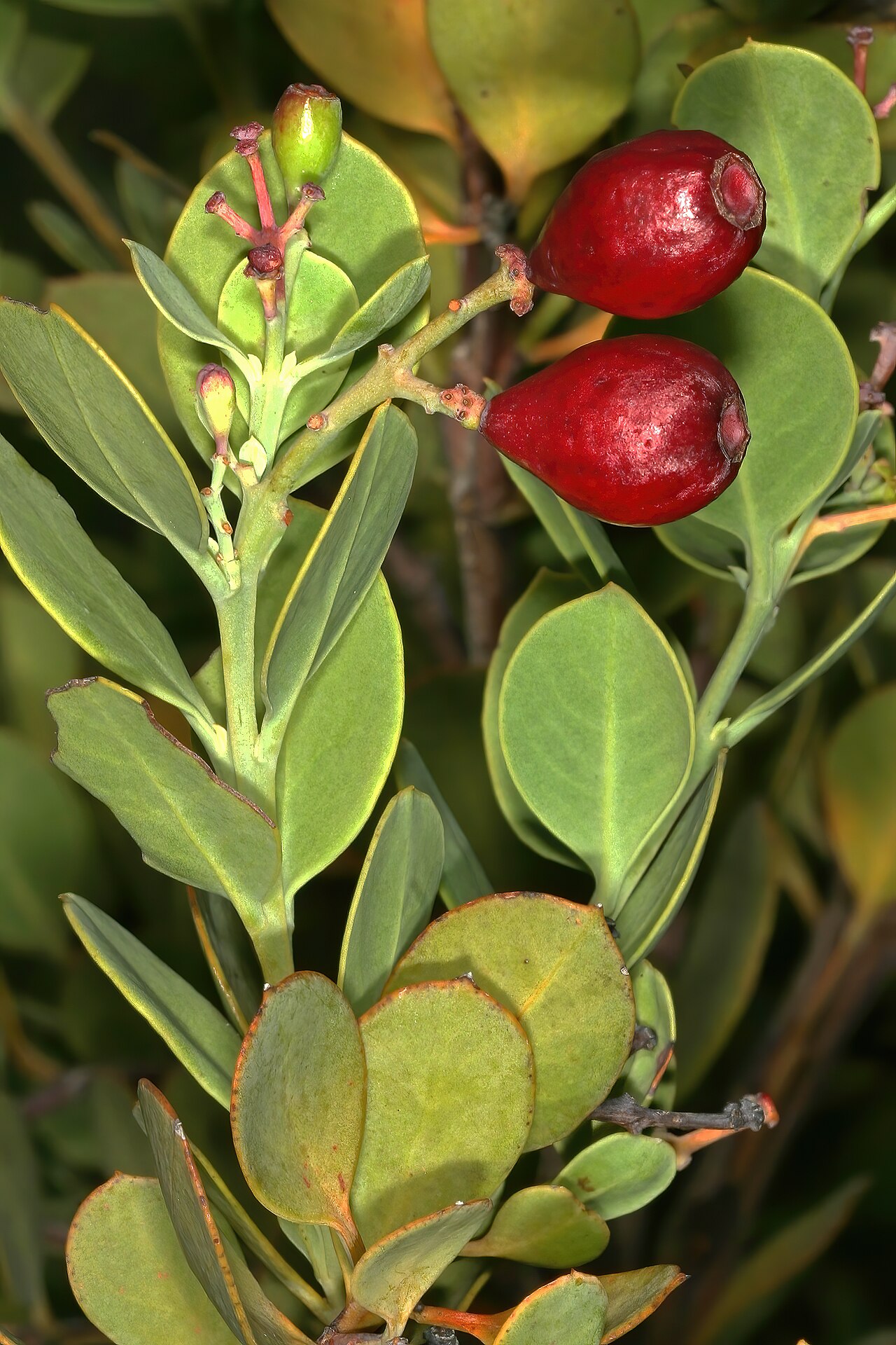 Coastal tannin-bush: Osyris compressa , fruit; Kirstenbosch National Botanical Garden, Cape Town, Western Cape, South Africa