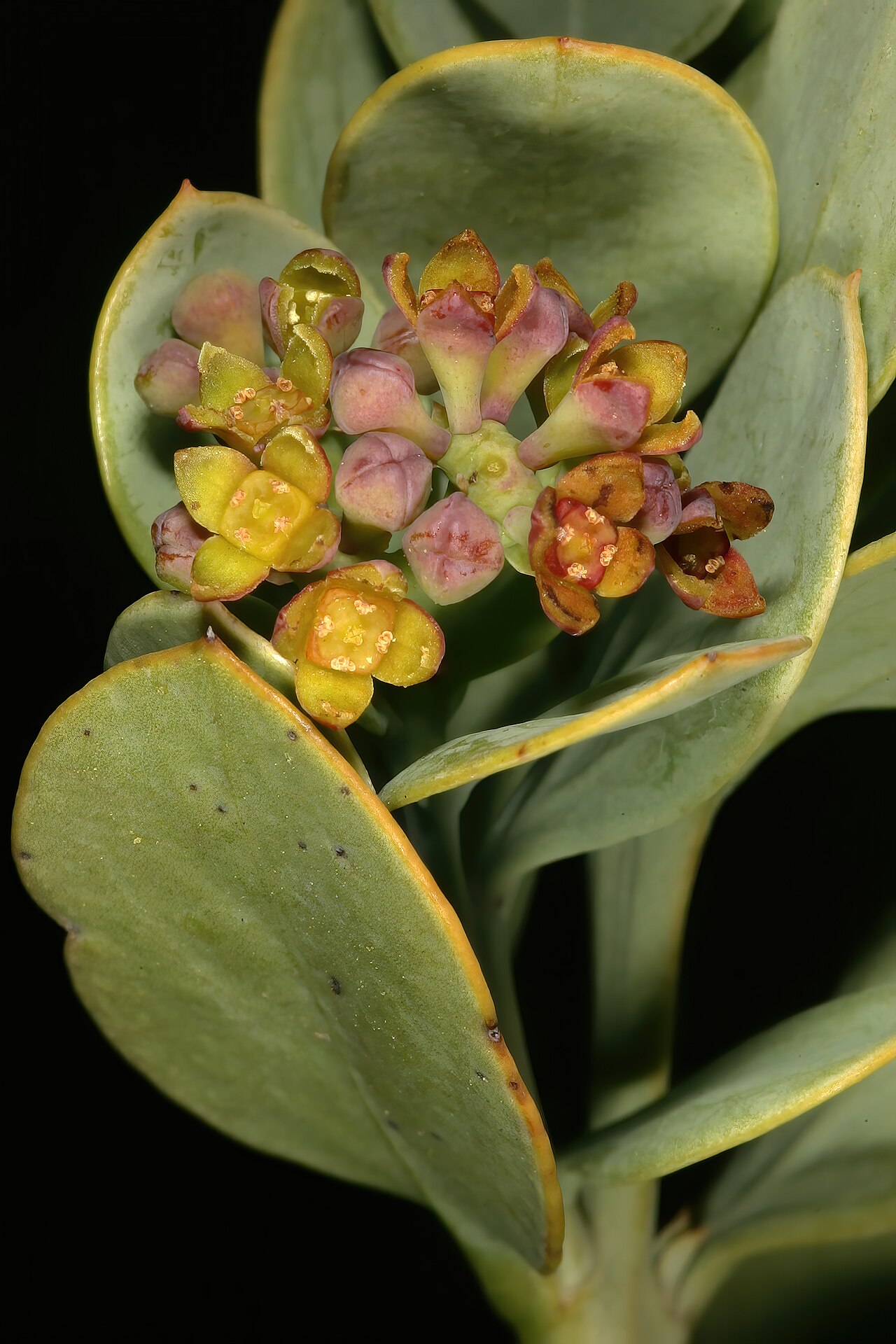 Coastal tannin-bush: Osyris compressa , flowers; Nuwekloof Pass between Tulbagh and Gouna, Western Cape, South Africa