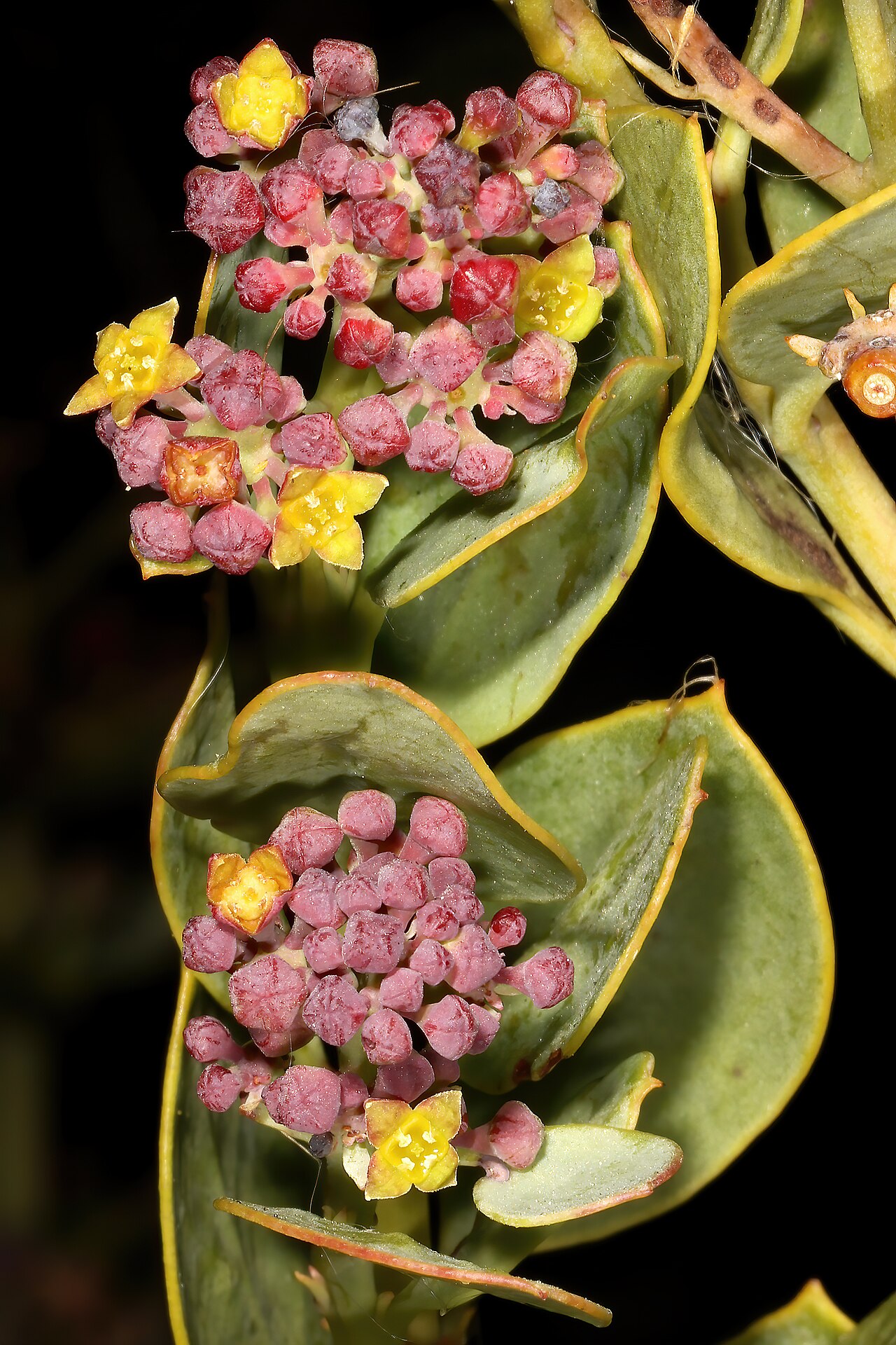 Coastal tannin-bush: Osyris compressa , flowers; coastal dune thicket, Kleinmond, Western Cape, South Africa