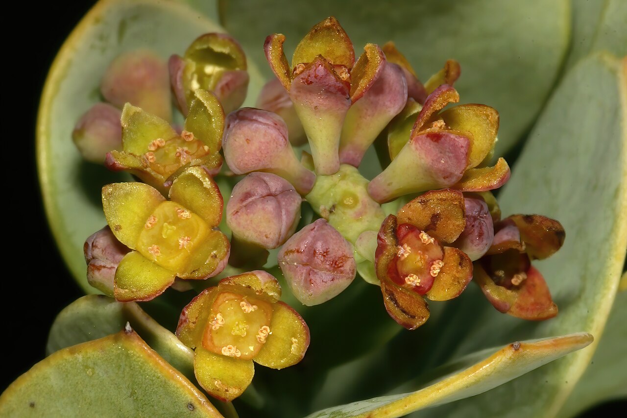 Coastal tannin-bush: Osyris compressa , flowers; Nuwekloof Pass between Tulbagh and Gouna, Western Cape, South Africa