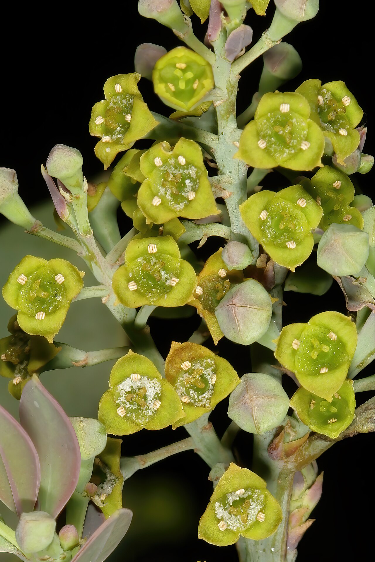 Rock sumach: Osyris lanceolata , flowers; in natural bushveld vegetation on rocky ridge, Pretoria National Botanical Garden, Pretoria, Gauteng, South Africa