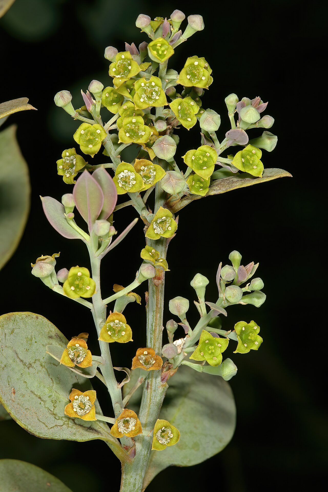 Rock sumach: Osyris lanceolata , flowers; in natural bushveld vegetation on rocky ridge, Pretoria National Botanical Garden, Pretoria, Gauteng, South Africa