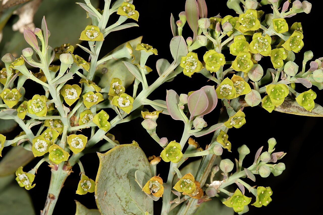 Rock sumach: Osyris lanceolata , flowers; in natural bushveld vegetation on rocky ridge, Pretoria National Botanical Garden, Pretoria, Gauteng, South Africa