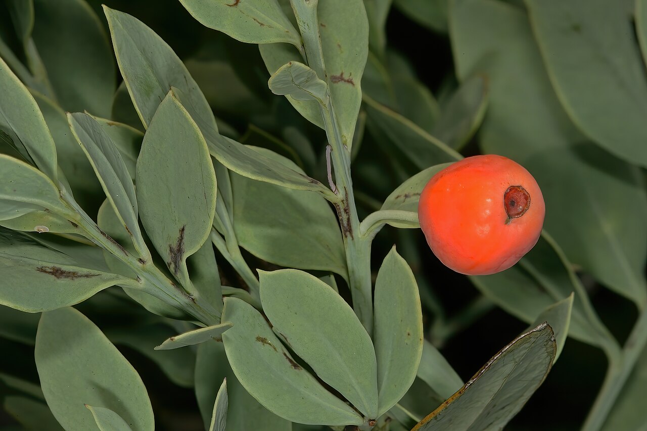Rock sumach: Osyris lanceolata , fruit; in natural bushveld vegetation on rocky ridge, Pretoria National Botanical Garden, Pretoria, Gauteng, South Africa