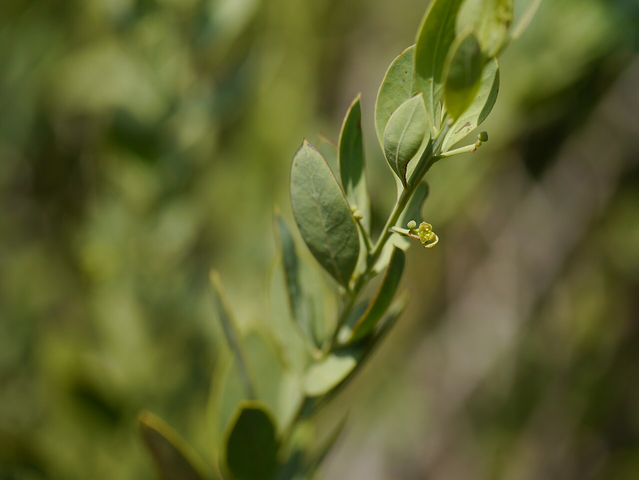 Rock sumach: Santalaceae (sandalwood family) » Osyris lanceolata oh-SY-riss -- from the Greek ozos (branched) referring to the branching habit lan-see-oh-LAY-tuh -- lance-sh