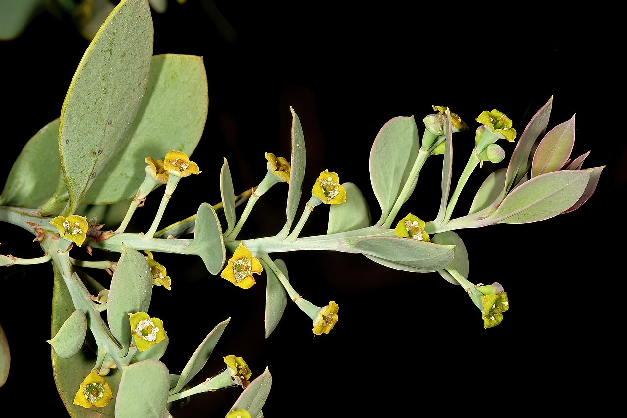 Rock sumach: Osyris lanceolata , flowers; in natural bushveld vegetation on rocky ridge, Pretoria National Botanical Garden, Pretoria, Gauteng, South Africa