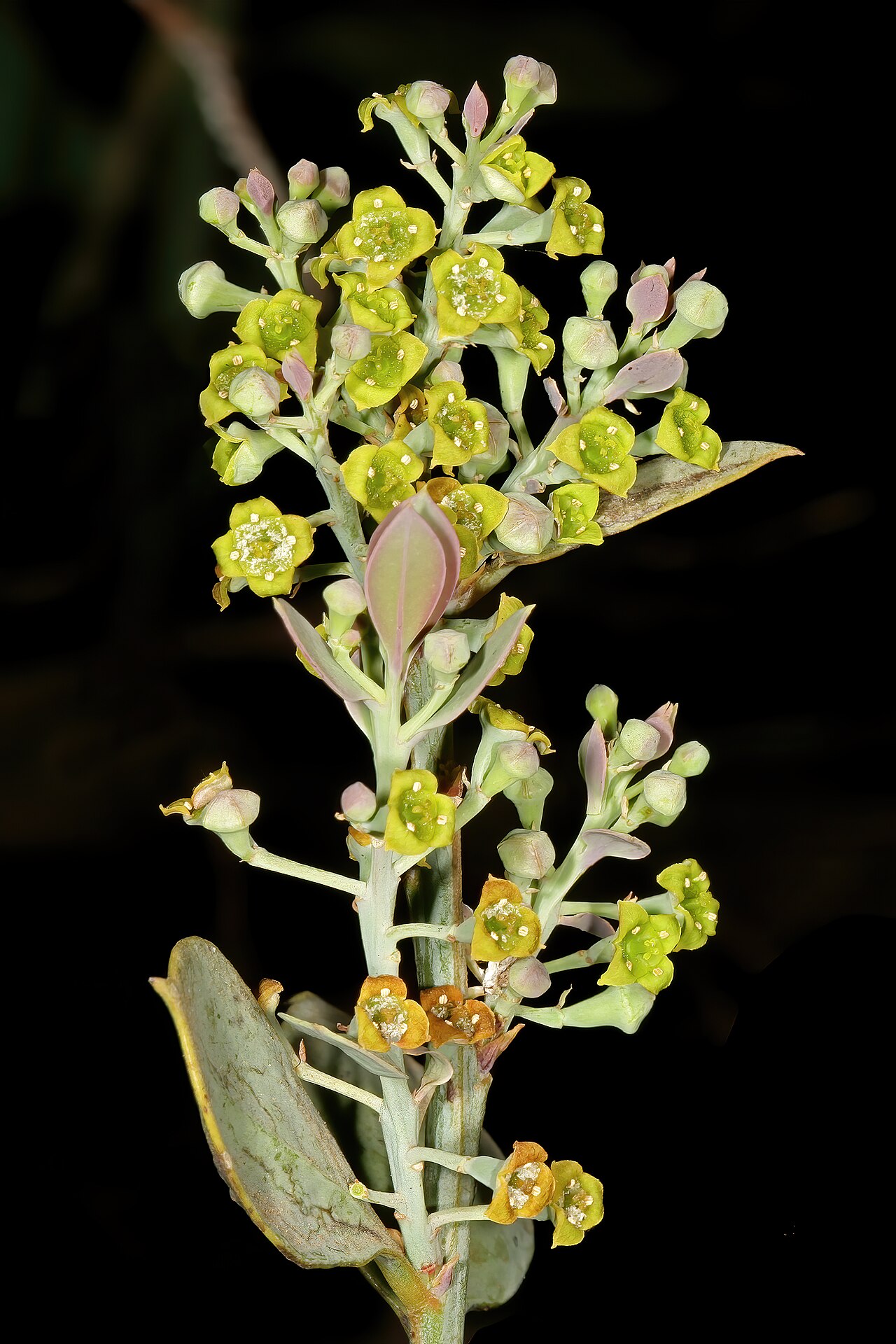 Rock sumach: Osyris lanceolata , flowers; in natural bushveld vegetation on rocky ridge, Pretoria National Botanical Garden, Pretoria, Gauteng, South Africa