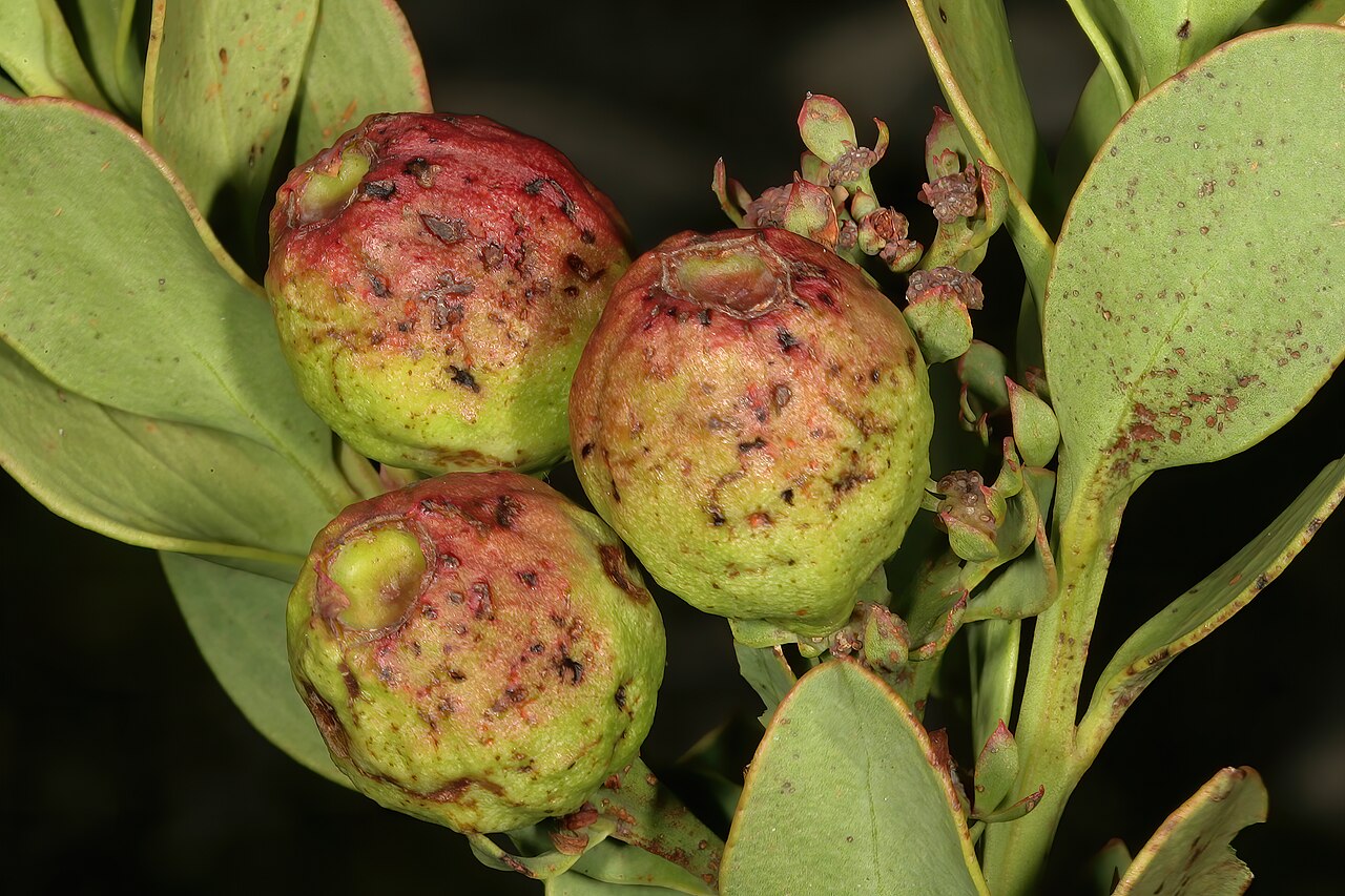 Osyris speciosa: Osyris speciosa , developing fruit; in fynbos, mountains near Hermanus, Western Cape, South Africa