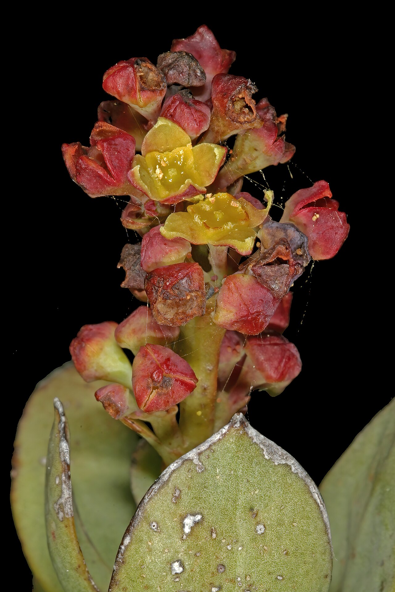 Osyris speciosa: Osyris speciosa , flowers; in fynbos, Kogelberg Biosphere Reserve, Kleinmond, Western Cape, South Africa