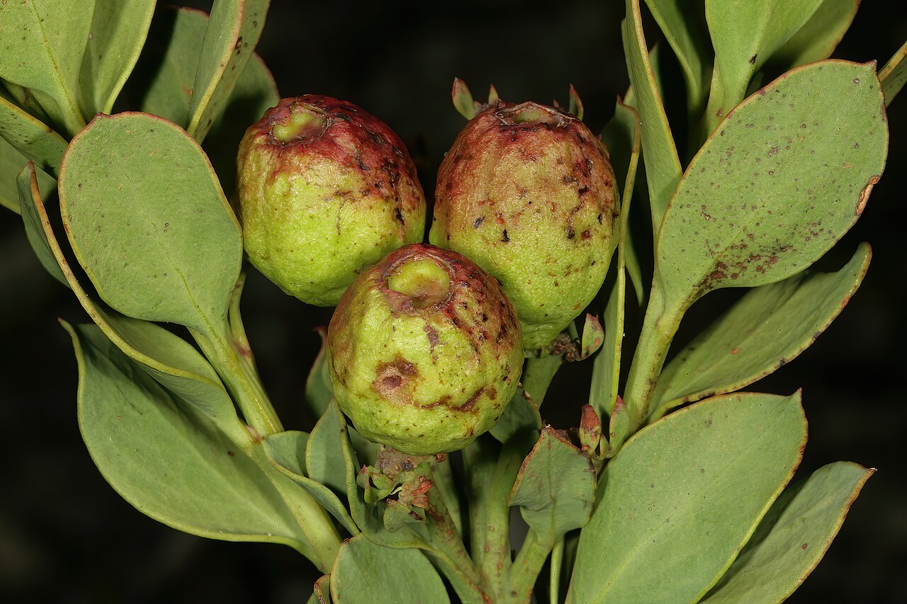 Osyris speciosa: Osyris speciosa , developing fruit; in fynbos, mountains near Hermanus, Western Cape, South Africa