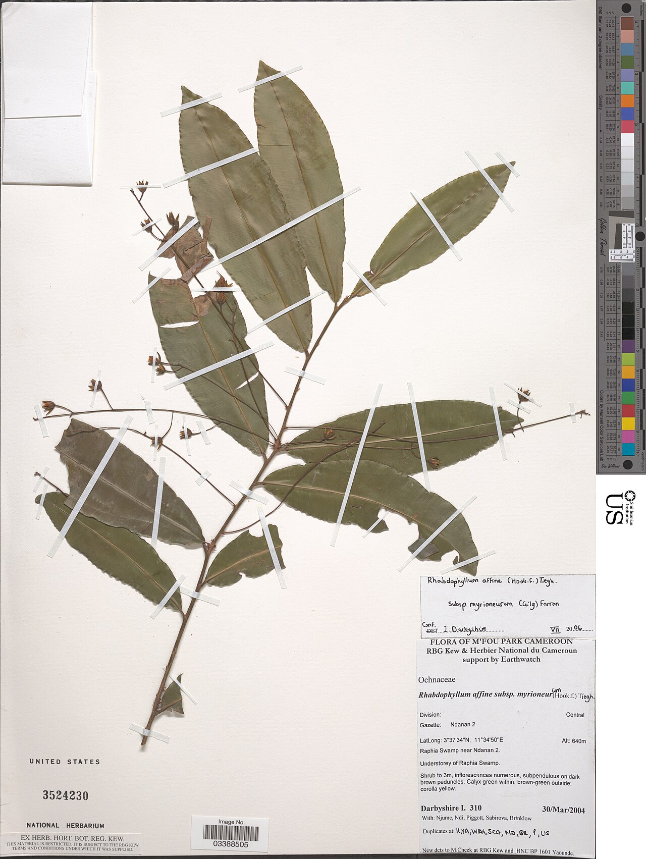 Ouratea affinis: * Rhabdophyllum affine Tiegh. Object Details Biogeographical Region 23 - West-Central Tropical Africa Collector I. Darbyshire -- Njume Ndi Piggott et al. Min. E