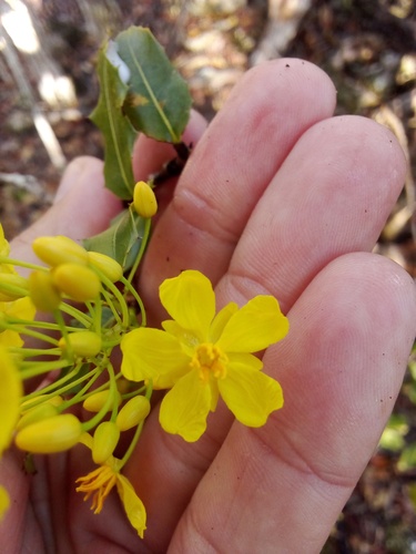 Ouratea agrophylla (Ouratea agrophylla)