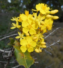 Ouratea agrophylla (Ouratea agrophylla)