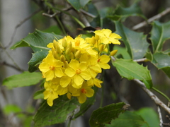 Ouratea agrophylla (Ouratea agrophylla)