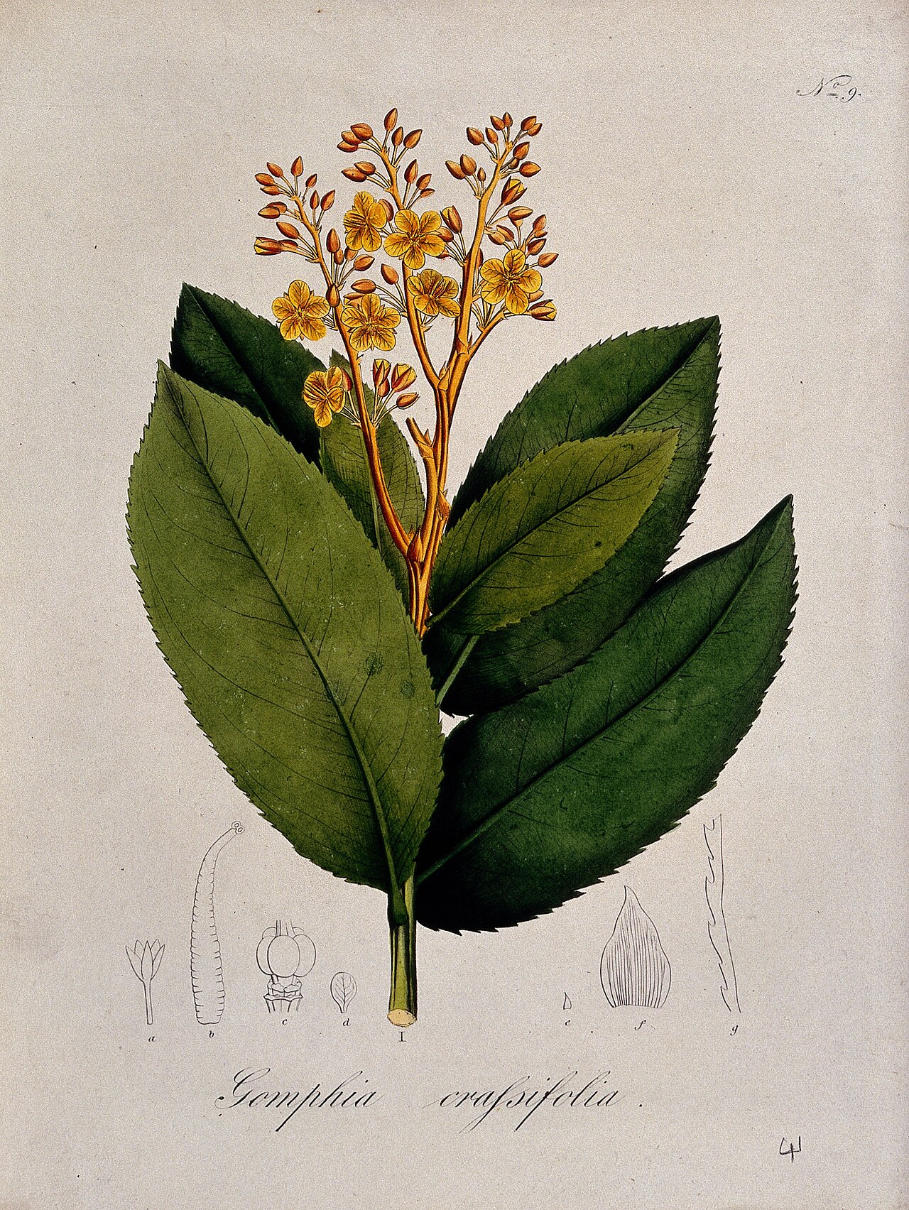 Ouratea crassifolia: A tropical plant (Gomphia crassifolia): flowering stem and floral segments. Coloured lithograph. Iconographic Collections