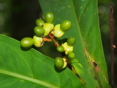 Ouratea crassinervia (Ouratea crassinervia)