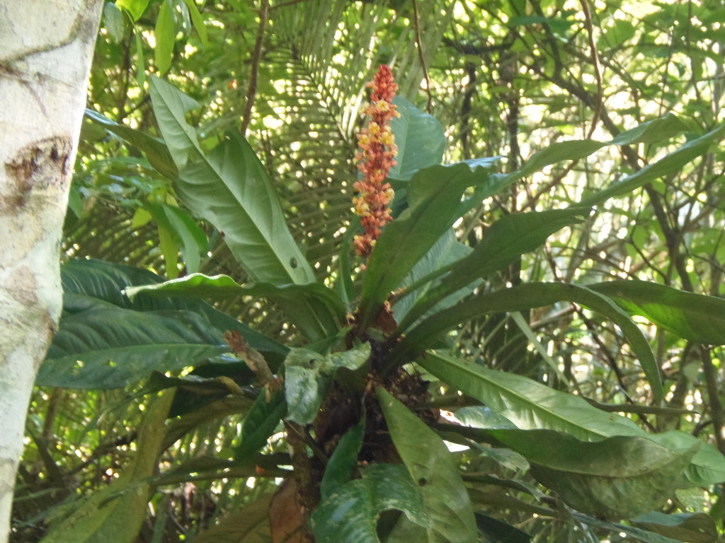 Ouratea crassinervia (Ouratea crassinervia)