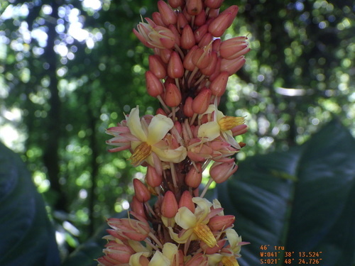 Ouratea crassinervia (Ouratea crassinervia)