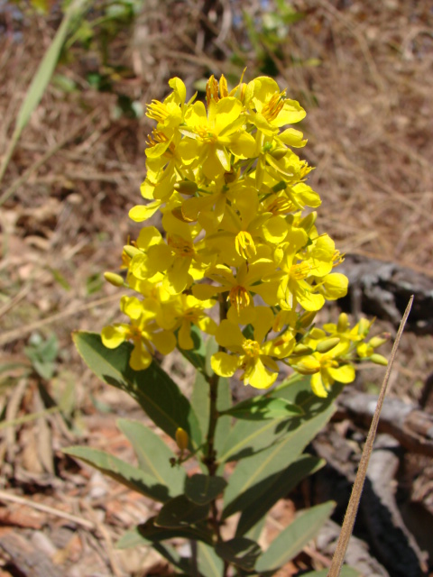 Ouratea floribunda: Ouratea floribunda (A.St.-Hil.) Engl. - OCHNACEAE - Parque Olhos D'Água - Brasília - Distrito Federal - Brasil.