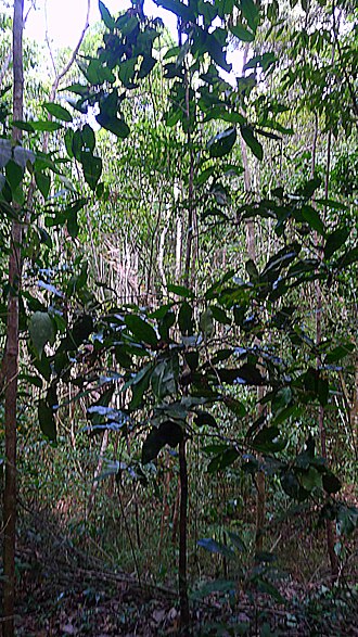 Ouratea gigantophylla: Ouratea gigantophylla (Erhard) Engl.