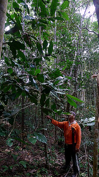Ouratea gigantophylla: Ouratea gigantophylla (Erhard) Engl.