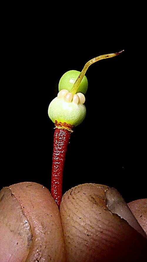 Ouratea gigantophylla: Ouratea gigantophylla (Erhard) Engl.