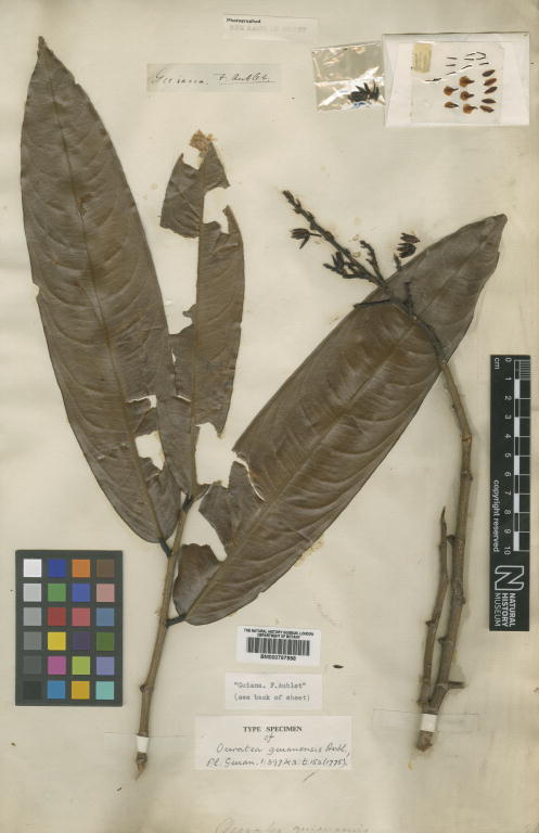 Ouratea guianensis: Ouratea guianensis Aubl. - herbier collecté par Aublet en Guyane, conservé au British Museum BM000797998