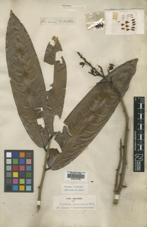 Ouratea guianensis: Ouratea guianensis Aubl. - herbier collecté par Aublet en Guyane, conservé au British Museum BM000797998