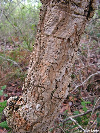 Ouratea hexasperma: Ochnaceae – Ouratea hexasperma (A.St.-Hil.) Baill. – batibutá – arvoreta – Santa Rita – Paraíba – Brasil