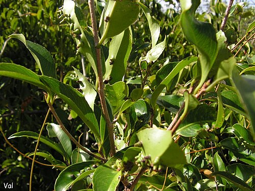 Ouratea hexasperma: Ochnaceae – Ouratea hexasperma (A.St.-Hil.) Baill. – batibutá – arvoreta – Santa Rita – Paraíba – Brasil