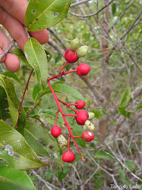 Ouratea hexasperma: Ochnaceae – Ouratea hexasperma (A.St.-Hil.) Baill. – batibutá – arvoreta – Santa Rita – Paraíba – Brasil
