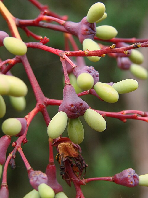Ouratea hexasperma: Ouratea hexasperma (A. St.-Hil.) Baill. - OCHNACEAE - Jardim Botânico de Brasília - Distrito Federal - Brasil.