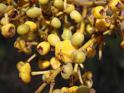 Ouratea hexasperma: Ouratea hexasperma - OCHNACEAE - Parque Olhos D'Água - Brasília - Distrito Federal - Brasil.