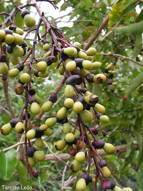 Ouratea hexasperma: Ochnaceae – Ouratea hexasperma (A.St.-Hil.) Baill. – batibutá – arvoreta – Santa Rita – Paraíba – Brasil