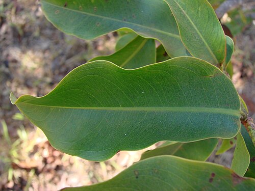 Ouratea hexasperma: Ouratea hexasperma - OCHNACEAE - Parque Olhos D'Água - Brasília - Distrito Federal - Brasil.