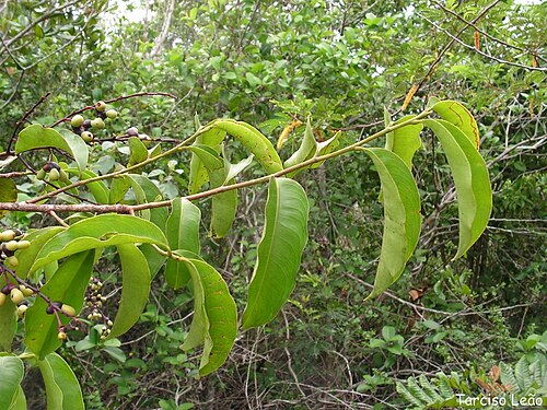 Ouratea hexasperma: Ochnaceae – Ouratea hexasperma (A.St.-Hil.) Baill. – batibutá – arvoreta – Santa Rita – Paraíba – Brasil
