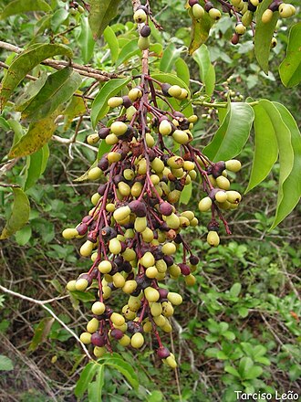 Ouratea hexasperma: Ochnaceae – Ouratea hexasperma (A.St.-Hil.) Baill. – batibutá – arvoreta – Santa Rita – Paraíba – Brasil