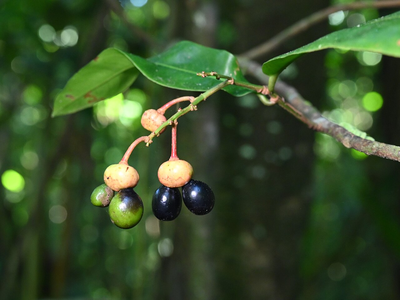 Ouratea longifolia: Ouratea longifolia on the Trace des Ruisseaux at Bras David on Guadeloupe