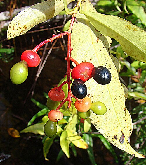 Ouratea lucens: Found from southern Mexico to Panama. Photo from the mangrove zone of Isla Zapatilla, northwestern Panama. In context at www.dixpix.ca/meso_america/Flora/malpig