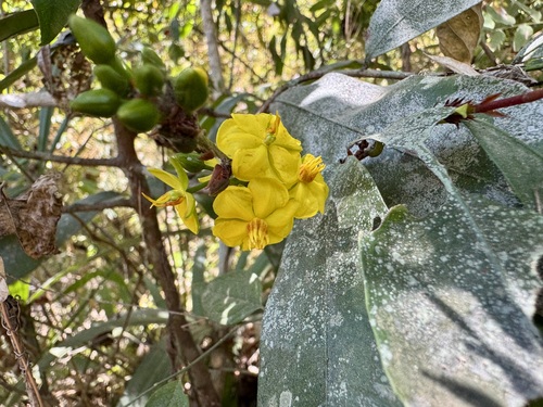 Ouratea madrensis (Ouratea madrensis)