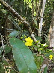 Ouratea madrensis (Ouratea madrensis)
