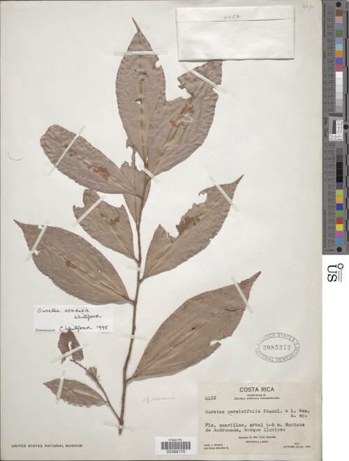 Ouratea osaensis: An image of a Ouratea osaensis