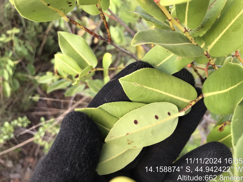 Ouratea parvifolia (Ouratea parvifolia)